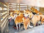 The directive to clear dogs from public spaces risks cruelty, unrest, and chaos — all while letting municipalities escape accountability for neglect. (Arvind Yadav/HT)