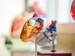 Study reveals gut bacteria differences linked to heart disease.
Study reveals gut bacteria differences linked to heart disease.
