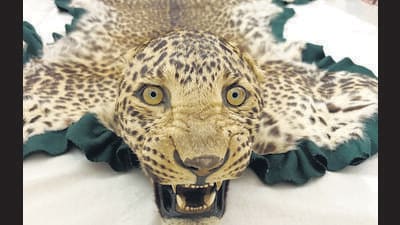 DRI seizes leopard skin and head, intercepts three wildlife traffickers DRI seizes leopard skin and head, intercepts three wildlife traffickers