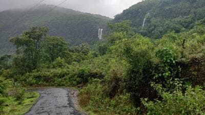 Independent data from Global Forest Watch (GFW) shows Maharashtra lost 22,400 hectares of tree cover between 2001 and 2024, resulting in 10.8 million tonnes of CO2 emission. (Hindustan Times) Independent data from Global Forest Watch (GFW) shows Maharashtra lost 22,400 hectares of tree cover between 2001 and 2024, resulting in 10.8 million tonnes of CO2 emission. (Hindustan Times)
