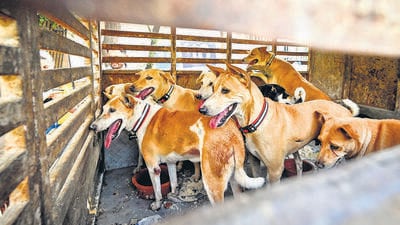 The directive to clear dogs from public spaces risks cruelty, unrest, and chaos — all while letting municipalities escape accountability for neglect. (Arvind Yadav/HT) The directive to clear dogs from public spaces risks cruelty, unrest, and chaos — all while letting municipalities escape accountability for neglect. (Arvind Yadav/HT)