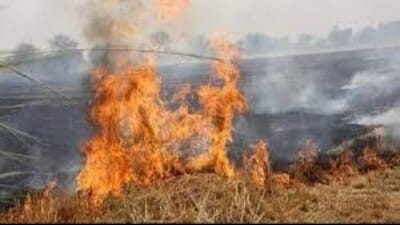The highest number of cases were from Fatehabad —19 cases, followed by 17 in Jind and 9 in Hisar. (File) The highest number of cases were from Fatehabad —19 cases, followed by 17 in Jind and 9 in Hisar. (File)