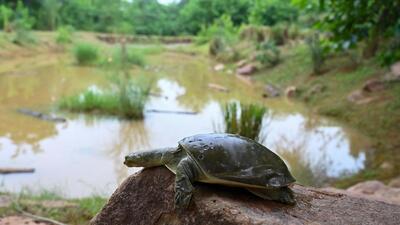 The pond was established in January 2022 as a temporary or ‘transit’ camp to house trafficked. (Vipin Kumar/HT Photo) The pond was established in January 2022 as a temporary or ‘transit’ camp to house trafficked. (Vipin Kumar/HT Photo)