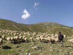 What is striking is the ambition of NDLM. It is not just for cattle and buffalo, but also for registering sheep and goats, and creating digital identities for the millions of small ruminants that sustain the poorest rural households (HT Archive)