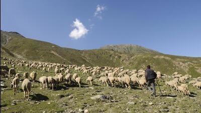 What is striking is the ambition of NDLM. It is not just for cattle and buffalo, but also for registering sheep and goats, and creating digital identities for the millions of small ruminants that sustain the poorest rural households (HT Archive) What is striking is the ambition of NDLM. It is not just for cattle and buffalo, but also for registering sheep and goats, and creating digital identities for the millions of small ruminants that sustain the poorest rural households (HT Archive)