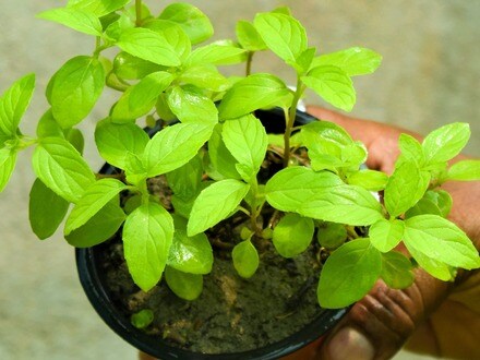 তুলসী গাছ বারবার শুকিয়ে যাওয়া কীসের লক্ষণ?