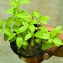 তুলসী গাছ বারবার শুকিয়ে যাওয়া কীসের লক্ষণ?