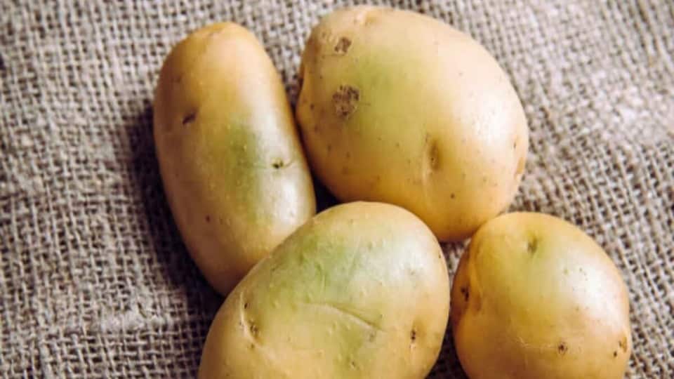 আপনিও কি সবুজ আলু খান? এটি খেলে কী হয়