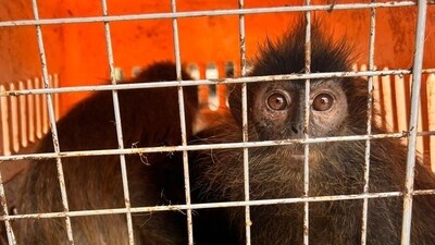 Two separate incidents on November 9 led to the arrest of three individuals at Bengaluru airport, who were caught smuggling various species of wildlife as well as narcotic substances. (HT Photo/Representative image) Two separate incidents on November 9 led to the arrest of three individuals at Bengaluru airport, who were caught smuggling various species of wildlife as well as narcotic substances. (HT Photo/Representative image)