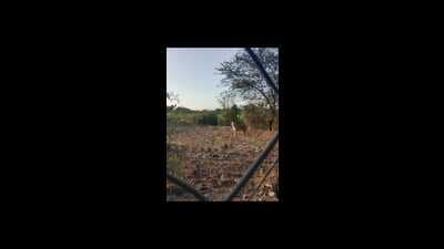 The department confirmed the photo was a forgery and urged citizens not to trust or share unverified wildlife visuals. (HT) The department confirmed the photo was a forgery and urged citizens not to trust or share unverified wildlife visuals. (HT)