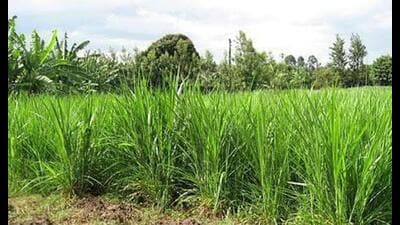 A maize crop grown using natural farming at Ramaipur village in Phulpur tehsil of Prayagraj. (HT)