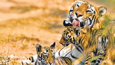 Wildlife across the world have become fragmented, leading to inbreeding and reduced genetic diversity among local populations – which remains an ongoing concern. (Shutterstock) Wildlife across the world have become fragmented, leading to inbreeding and reduced genetic diversity among local populations – which remains an ongoing concern. (Shutterstock)