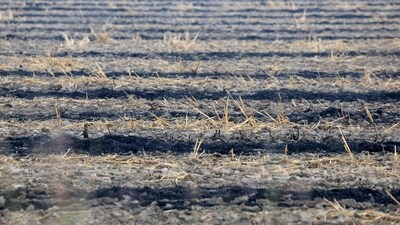 Burnt stubble seen at a crop field in Punjab as the air quality level deteriorates in the nearby areas of Delhi. (Reuters)