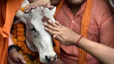Activists offer pooja to a calf during protest against cow slaughter. (Mohd Zakir/HT File Photo) Activists offer pooja to a calf during protest against cow slaughter. (Mohd Zakir/HT File Photo)