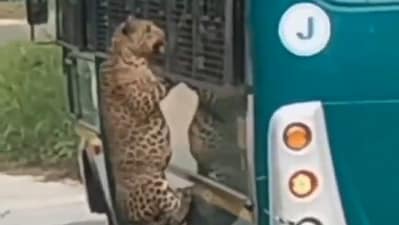 A leopard startled safari passengers at Bengaluru's Bannerghatta National Park, jumping onto a bus and injuring a woman.