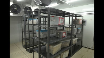 The facility has been created in the basement of the Gurdev Singh Khush Institute of Genetics, Plant Breeding and Biotechnology. (Gurpreet Singh/HT) The facility has been created in the basement of the Gurdev Singh Khush Institute of Genetics, Plant Breeding and Biotechnology. (Gurpreet Singh/HT)