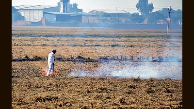 Till October 31, nearly 82% of paddy harvesting had been completed (HT photo) Till October 31, nearly 82% of paddy harvesting had been completed (HT photo)