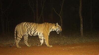 Under ‘Operation Tara’, forest officials have initiated the transfer of tigress Chanda from Tadoba-Andhari Tiger Reserve in Chandrapur to Sahyadri Tiger Reserve. (HT FILE)