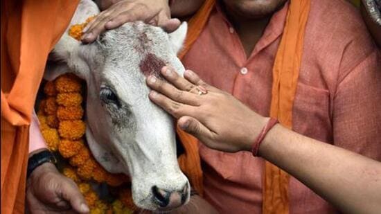 Activists offer pooja to a calf during protest against cow slaughter. (Mohd Zakir/HT File Photo)