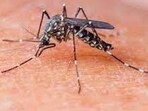 According to figures shared by the local health department on 8 November, 39 dengue patients were active, with 31 admitted to hospitals. (HT Photo for representation) According to figures shared by the local health department on 8 November, 39 dengue patients were active, with 31 admitted to hospitals. (HT Photo for representation)