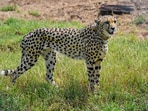 Representational image.