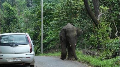 Kolhapur court orders elephant ‘Omkar’ to be temporarily moved to Vantara Kolhapur court orders elephant ‘Omkar’ to be temporarily moved to Vantara