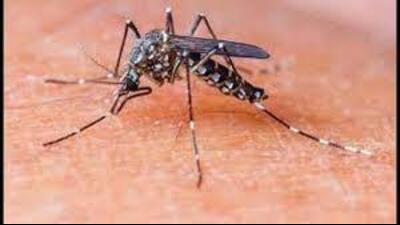 According to figures shared by the local health department on 8 November, 39 dengue patients were active, with 31 admitted to hospitals. (HT Photo for representation) According to figures shared by the local health department on 8 November, 39 dengue patients were active, with 31 admitted to hospitals. (HT Photo for representation)