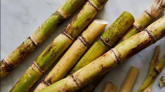 The Uttar Pradesh cabinet approved the state advisory price of ₹400 per quintal for the advance variety, ₹390 per quintal for the general variety and ₹355 per quintal for another variety. (REPRESENTATIVE IMAGE)