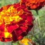 বাস্তুশাস্ত্র টিপস গাঁদা গাছ লাগানোর জন্য। 