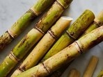 The Uttar Pradesh cabinet approved the state advisory price of <span class='webrupee'>₹</span>400 per quintal for the advance variety, <span class='webrupee'>₹</span>390 per quintal for the general variety and <span class='webrupee'>₹</span>355 per quintal for another variety. (REPRESENTATIVE IMAGE) The Uttar Pradesh cabinet approved the state advisory price of <span class='webrupee'>₹</span>400 per quintal for the advance variety, <span class='webrupee'>₹</span>390 per quintal for the general variety and <span class='webrupee'>₹</span>355 per quintal for another variety. (REPRESENTATIVE IMAGE)