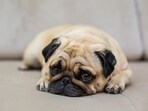 Your pets, too, can be depressed, showcasing behaviour indicative of low mood. 