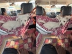 An Indian family’s clever hammock setup for their dog went viral. An Indian family’s clever hammock setup for their dog went viral.