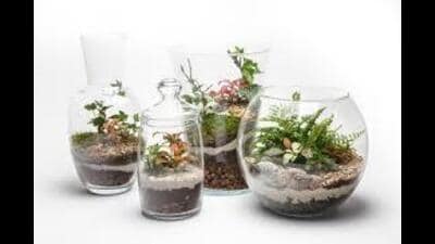 Childhood of Digital India is now condensed into a terrarium. Childhood is a new Masterclass in miniature garden. (HT File) Childhood of Digital India is now condensed into a terrarium. Childhood is a new Masterclass in miniature garden. (HT File)