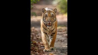 For the past three days, panic had spread across several hamlets—including Kakraha, Bejha, Dharampur, and Amritpur—as wildlife attacks continued. (FOR REPRESENTATION ONLY) For the past three days, panic had spread across several hamlets—including Kakraha, Bejha, Dharampur, and Amritpur—as wildlife attacks continued. (FOR REPRESENTATION ONLY)