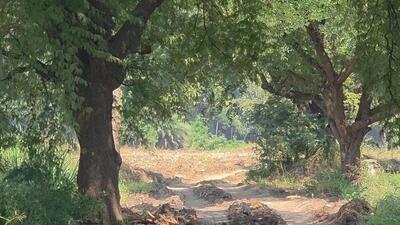 Maharashtra animal husbandry department on Friday lodged FIR against 26 persons, including acting joint sub-registrar over the alleged illegal sale of government plot in Tathawade near Wakad. (HT) Maharashtra animal husbandry department on Friday lodged FIR against 26 persons, including acting joint sub-registrar over the alleged illegal sale of government plot in Tathawade near Wakad. (HT)