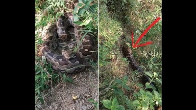Rock python in the Sukhna Wildlife Sanctuary, red arrow points to a belly swollen with a prey item. (Ranjeet Singh ‘Sagar’)