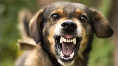 To ensure that the vacant spots left by stray dogs after they are picked are not occupied by dogs who may enter the city from the periphery, the Chandigarh MC will be taking to the owner of institutions to build adequate fences to ensure no new dogs enter the areas. (Getty Images/iStockphoto) To ensure that the vacant spots left by stray dogs after they are picked are not occupied by dogs who may enter the city from the periphery, the Chandigarh MC will be taking to the owner of institutions to build adequate fences to ensure no new dogs enter the areas. (Getty Images/iStockphoto)