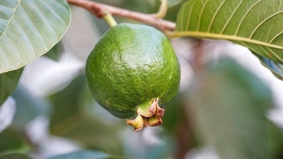 বাস্তুশাস্ত্রমতে বাড়িতে পেয়ারা গাছ লাগানো নিয়ে টিপস। বাস্তুশাস্ত্রমতে বাড়িতে পেয়ারা গাছ লাগানো নিয়ে টিপস।