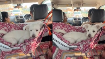 An Indian family’s clever hammock setup for their dog went viral. (Instagram/denuu97 ) An Indian family’s clever hammock setup for their dog went viral. (Instagram/denuu97 )