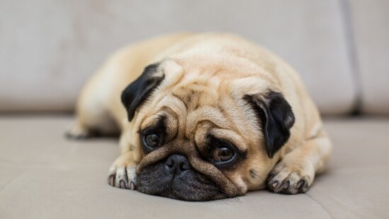 Your pets, too, can be depressed, showcasing behaviour indicative of low mood. (Picture credit: Freepik)