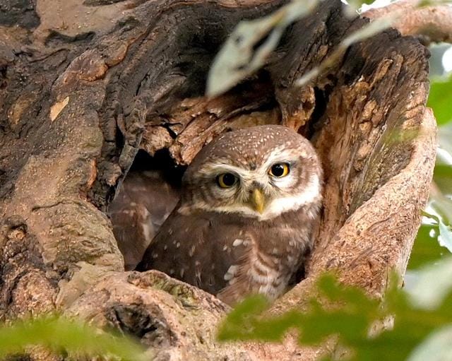 A Spotted owlet in a tree at the 10th hole, CGC. (Keshav Singh/HT)
