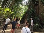 A kapok tree, with a height of more than 40 metres, at Combu Island in Brazil. It is called the tree of life by the Amazonian tribes and has spiritual significance to them. (Jayashree Nandi/HT photo) A kapok tree, with a height of more than 40 metres, at Combu Island in Brazil. It is called the tree of life by the Amazonian tribes and has spiritual significance to them. (Jayashree Nandi/HT photo)