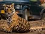 The tigress had wandered out of the reserved forest. (File) The tigress had wandered out of the reserved forest. (File)