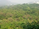 The 73 km road, meant to connect Tumakuru Road with Hosur Road, will require diverting forest land. (REPRESENTATIONAL IMAGE)