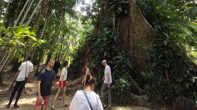 A kapok tree, with a height of more than 40 metres, at Combu Island in Brazil. It is called the tree of life by the Amazonian tribes and has spiritual significance to them. (Jayashree Nandi/HT photo) A kapok tree, with a height of more than 40 metres, at Combu Island in Brazil. It is called the tree of life by the Amazonian tribes and has spiritual significance to them. (Jayashree Nandi/HT photo)
