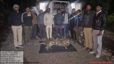 Forest officials initially attempted a non-lethal response. Permission to trap the animal was granted on November 7, but the situation changed dramatically after the second death (Shantabai Nikole). (HT)