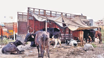 New rules came in after the Qureshi community protested against harassment by ‘gau rakshaks’ while transporting cows. (Bachchan Kumar/HT Photo) New rules came in after the Qureshi community protested against harassment by ‘gau rakshaks’ while transporting cows. (Bachchan Kumar/HT Photo)