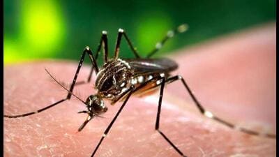 Patiala officials, however, attributed the high numbers to stronger surveillance and wider testing (HT File) Patiala officials, however, attributed the high numbers to stronger surveillance and wider testing (HT File)