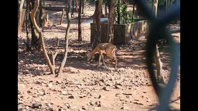 The blackbuck is listed as a protected animal under Schedule 1 of the Wildlife Protection Act, 1972, and is considered highly endangered. (HTht photo) The blackbuck is listed as a protected animal under Schedule 1 of the Wildlife Protection Act, 1972, and is considered highly endangered. (HTht photo)