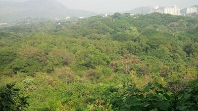The 73 km road, meant to connect Tumakuru Road with Hosur Road, will require diverting forest land. (REPRESENTATIONAL IMAGE) The 73 km road, meant to connect Tumakuru Road with Hosur Road, will require diverting forest land. (REPRESENTATIONAL IMAGE)